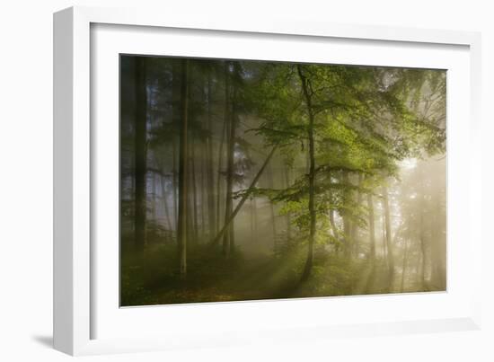 Morning Beauty-Norbert Maier-Framed Photographic Print