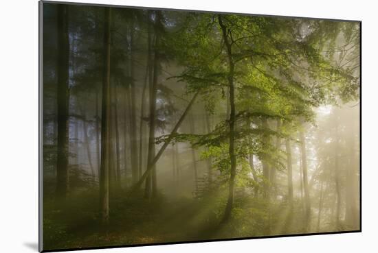 Morning Beauty-Norbert Maier-Mounted Photographic Print