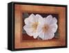 Morning Bloom-Vivien Rhyan-Framed Stretched Canvas