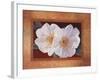 Morning Bloom-Vivien Rhyan-Framed Art Print