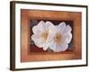 Morning Bloom-Vivien Rhyan-Framed Art Print