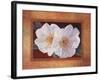 Morning Bloom-Vivien Rhyan-Framed Art Print