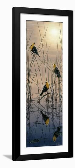 Morning Call - Yellow Headed Blackbirds-Jeff Tift-Framed Giclee Print