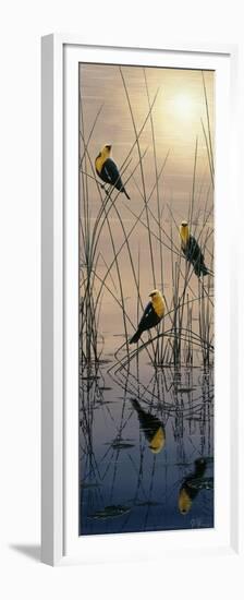 Morning Call - Yellow Headed Blackbirds-Jeff Tift-Framed Premium Giclee Print