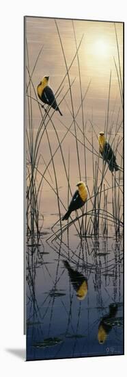 Morning Call - Yellow Headed Blackbirds-Jeff Tift-Mounted Premium Giclee Print