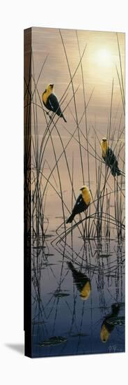 Morning Call - Yellow Headed Blackbirds-Jeff Tift-Stretched Canvas