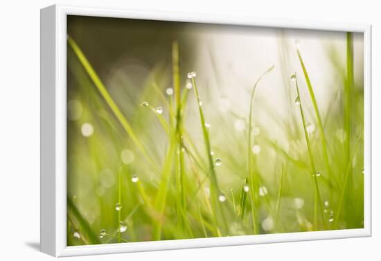 Morning Dew Drops in the grass-Paivi Vikstrom-Framed Photographic Print
