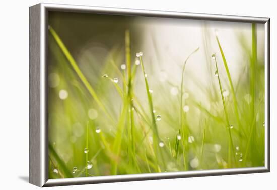 Morning Dew Drops in the grass-Paivi Vikstrom-Framed Photographic Print