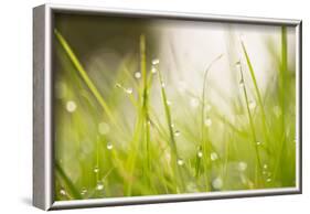 Morning Dew Drops in the grass-Paivi Vikstrom-Framed Photographic Print