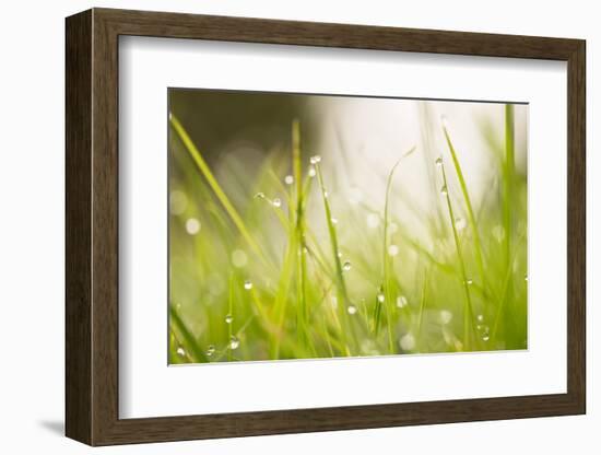 Morning Dew Drops in the grass-Paivi Vikstrom-Framed Photographic Print