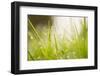 Morning Dew Drops in the grass-Paivi Vikstrom-Framed Photographic Print