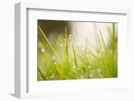 Morning Dew Drops in the grass-Paivi Vikstrom-Framed Photographic Print