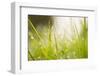 Morning Dew Drops in the grass-Paivi Vikstrom-Framed Photographic Print