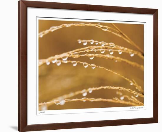 Morning Dew II-Joy Doherty-Framed Giclee Print