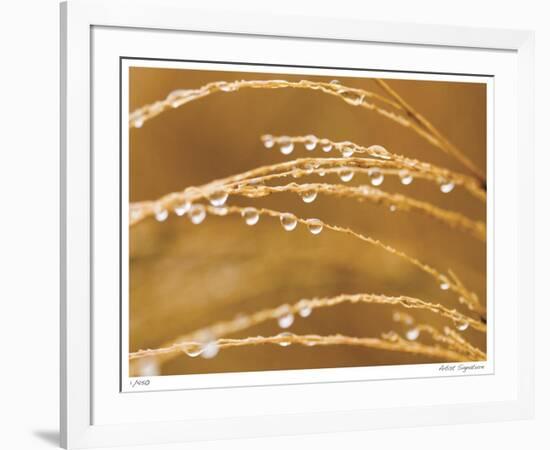 Morning Dew II-Joy Doherty-Framed Giclee Print