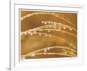 Morning Dew II-Joy Doherty-Framed Giclee Print