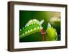 Morning Dew, Nature-Alfons Rumberger-Framed Photographic Print