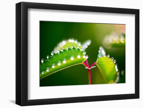 Morning Dew, Nature-Alfons Rumberger-Framed Photographic Print