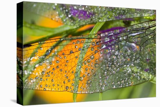 Morning Dew on a Dragonfly Wing-Craig Tuttle-Stretched Canvas