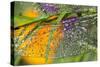 Morning Dew on a Dragonfly Wing-Craig Tuttle-Stretched Canvas