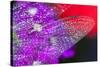 Morning Dew on a Dragonfly Wing-Craig Tuttle-Stretched Canvas