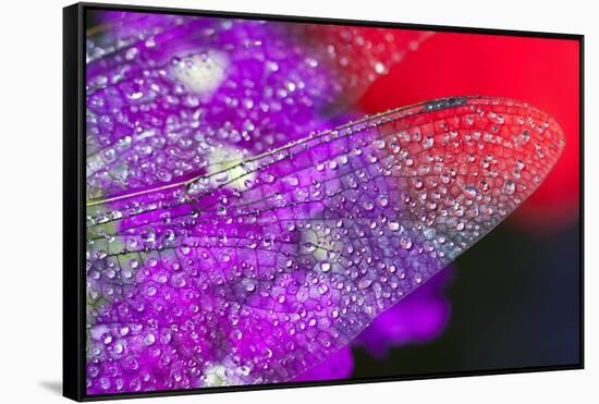 Morning Dew on a Dragonfly Wing-Craig Tuttle-Framed Stretched Canvas