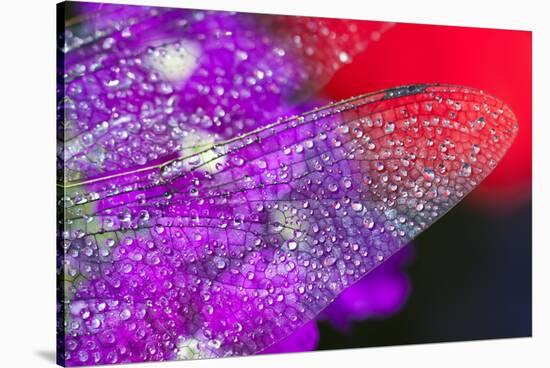 Morning Dew on a Dragonfly Wing-Craig Tuttle-Stretched Canvas