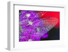 Morning Dew on a Dragonfly Wing-Craig Tuttle-Framed Photographic Print