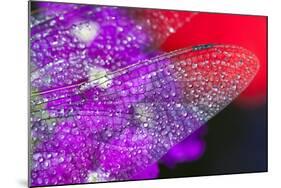 Morning Dew on a Dragonfly Wing-Craig Tuttle-Mounted Photographic Print