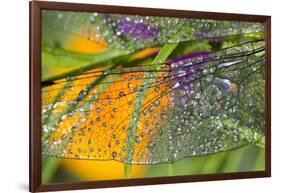 Morning Dew on a Dragonfly Wing-Craig Tuttle-Framed Photographic Print