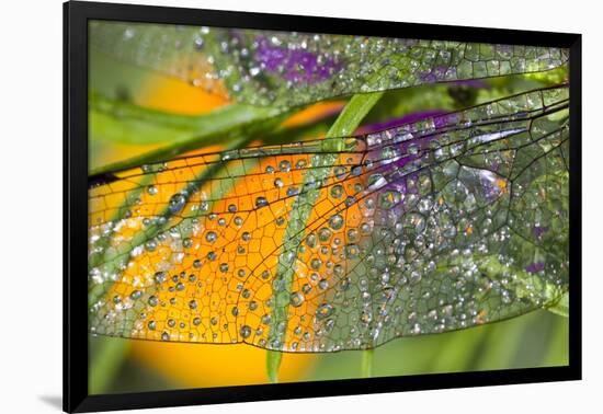 Morning Dew on a Dragonfly Wing-Craig Tuttle-Framed Photographic Print