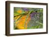 Morning Dew on a Dragonfly Wing-Craig Tuttle-Framed Photographic Print