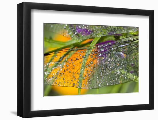 Morning Dew on a Dragonfly Wing-Craig Tuttle-Framed Photographic Print