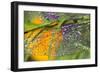 Morning Dew on a Dragonfly Wing-Craig Tuttle-Framed Photographic Print