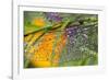 Morning Dew on a Dragonfly Wing-Craig Tuttle-Framed Photographic Print