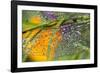 Morning Dew on a Dragonfly Wing-Craig Tuttle-Framed Photographic Print