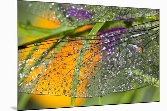 Morning Dew on a Dragonfly Wing-Craig Tuttle-Mounted Photographic Print