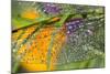 Morning Dew on a Dragonfly Wing-Craig Tuttle-Mounted Photographic Print