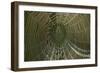 Morning dew on a spider web, Cameron Prairie National Wildlife Refuge, Louisiana-Maresa Pryor-Framed Photographic Print