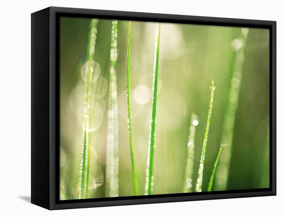 Morning Dew on Grass Leaves-null-Framed Stretched Canvas