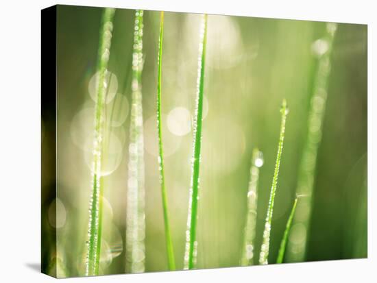 Morning Dew on Grass Leaves-null-Stretched Canvas