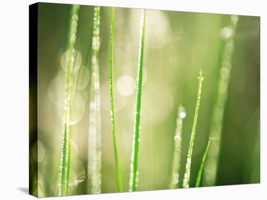 Morning Dew on Grass Leaves-null-Stretched Canvas