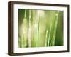 Morning Dew on Grass Leaves-null-Framed Premium Photographic Print