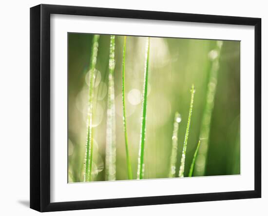 Morning Dew on Grass Leaves-null-Framed Premium Photographic Print