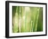 Morning Dew on Grass Leaves-null-Framed Premium Photographic Print