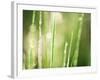 Morning Dew on Grass Leaves-null-Framed Photographic Print