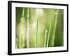 Morning Dew on Grass Leaves-null-Framed Photographic Print