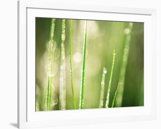 Morning Dew on Grass Leaves-null-Framed Photographic Print