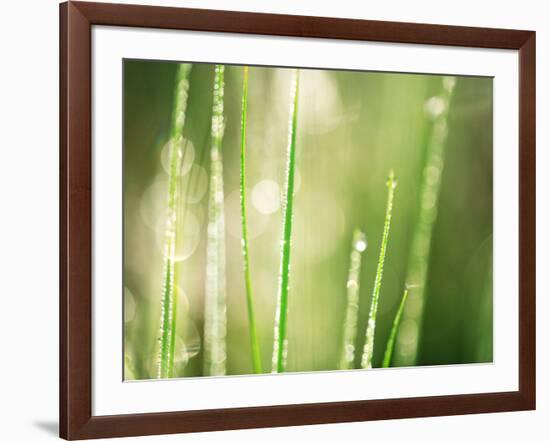 Morning Dew on Grass Leaves-null-Framed Photographic Print