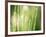 Morning Dew on Grass Leaves-null-Framed Photographic Print